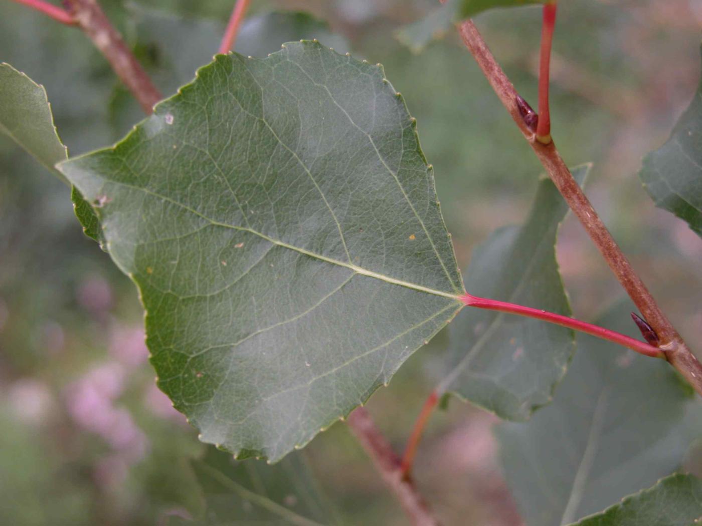 Poplar, Black leaf